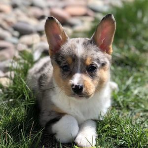 Meet your Posher, Marti